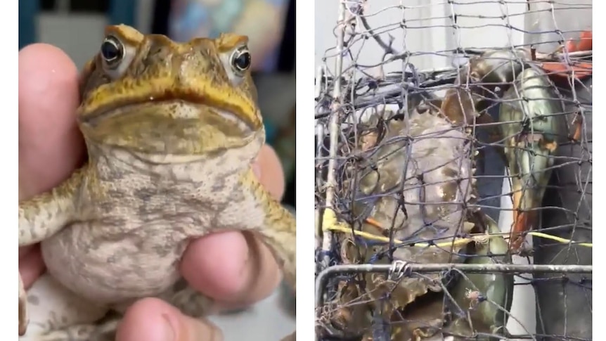 Is cane toad good for catching muddies? 