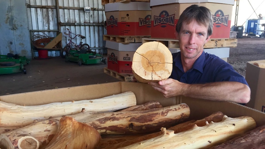 Indian sandalwood grower Paul Mock