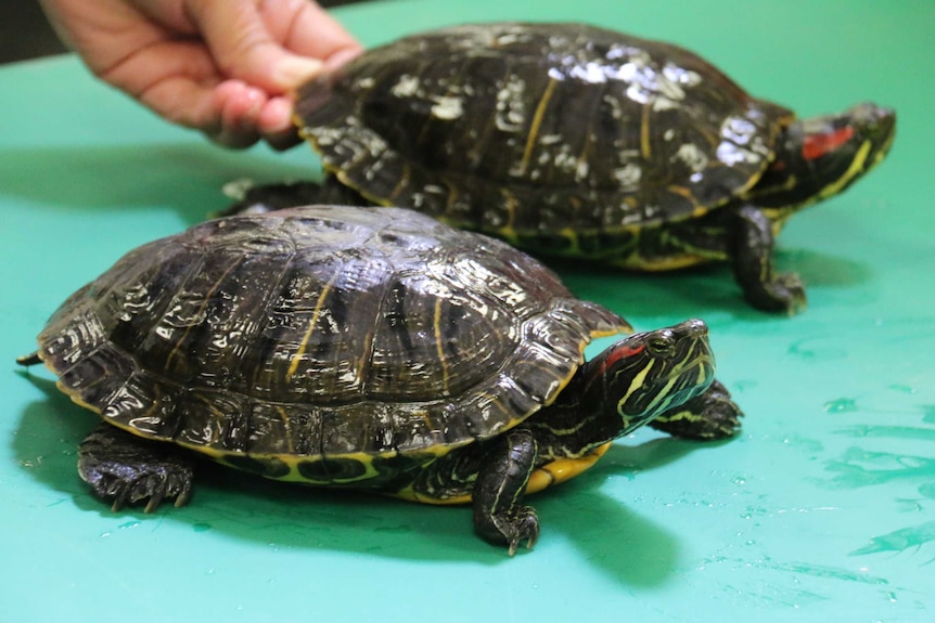 Two turtles with a red stripe on their heads on a green table.
