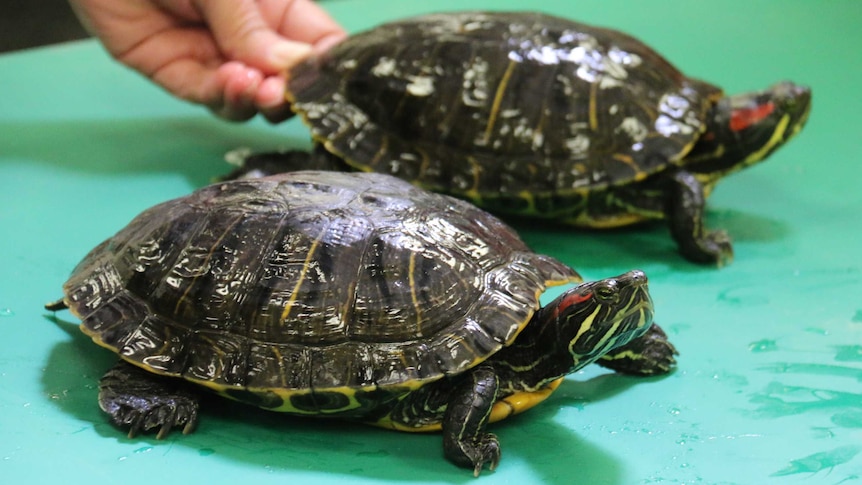 Two turtles with a red stripe on their heads on a green table.
