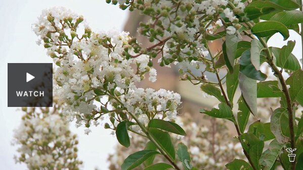 White flowers of a crepe myrtle tree. Has Video.