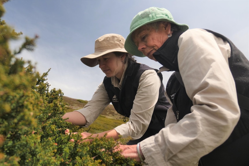 Two women look at a shrub.