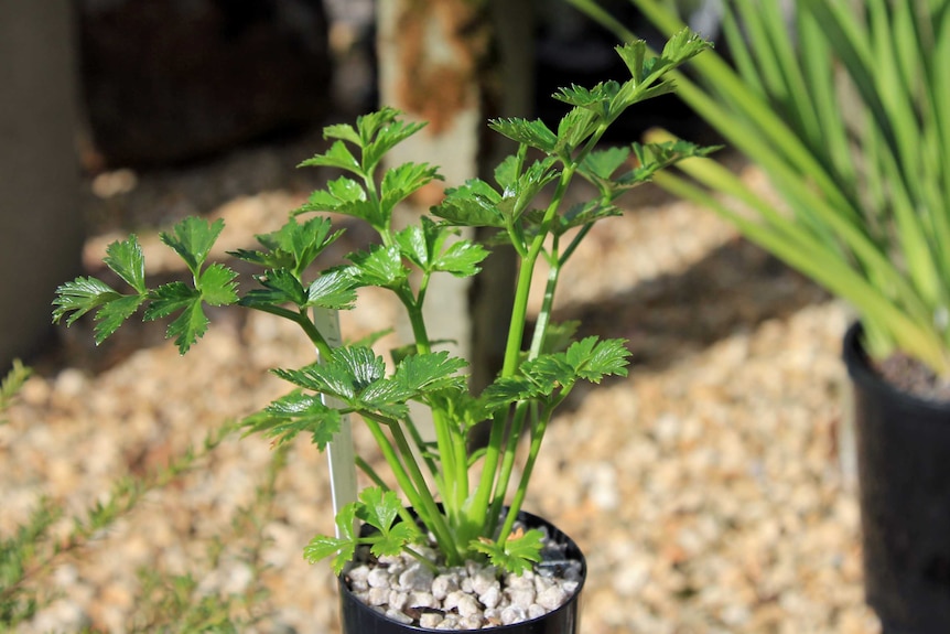 A native celery plant in a pot