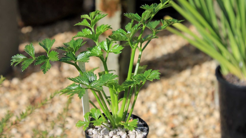 A native celery plant in a pot