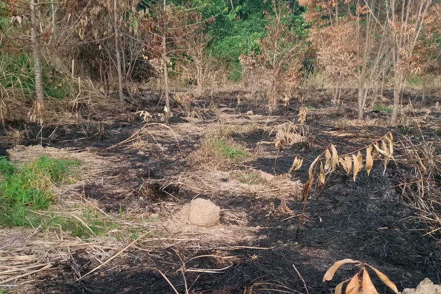 burnt grass and ground with green trees behind