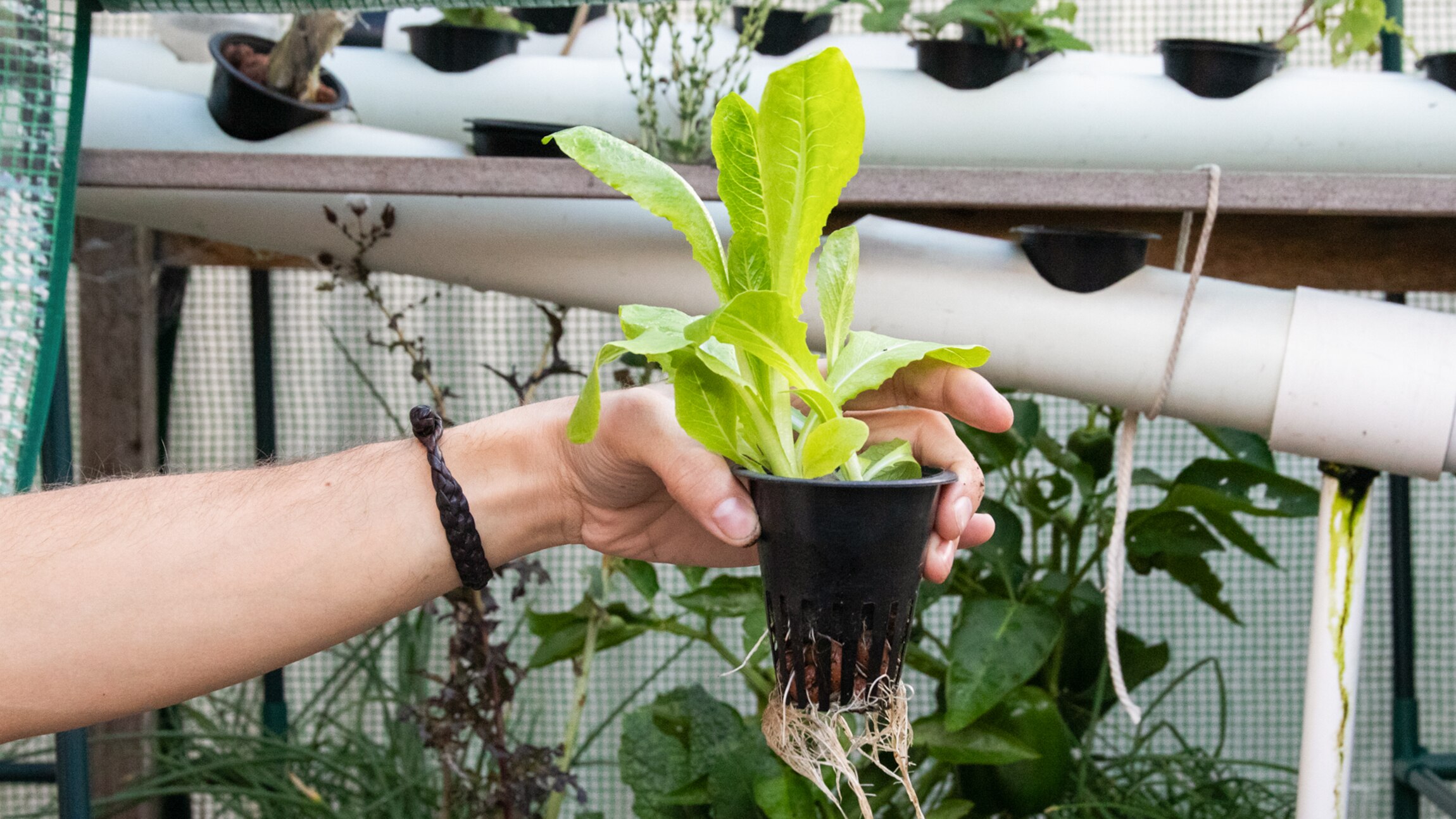 Build your own soilfree aquaponics garden for leafy greens, chillies