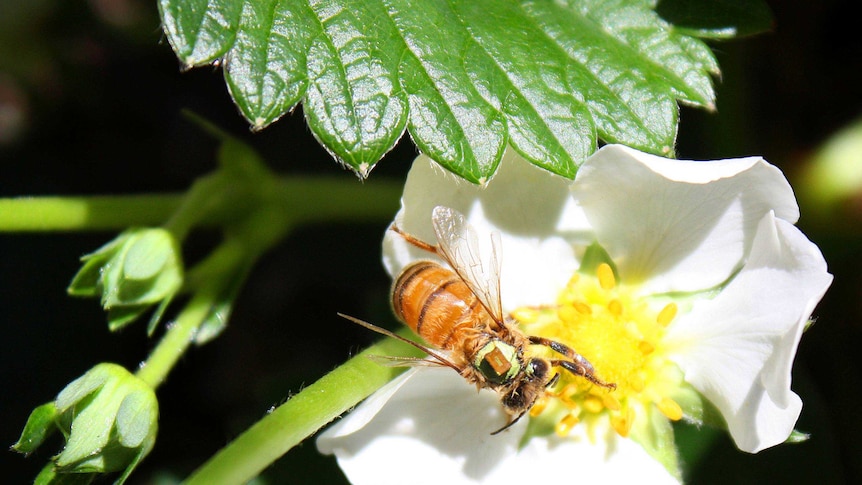 Backpacking bees reveal fungus impact