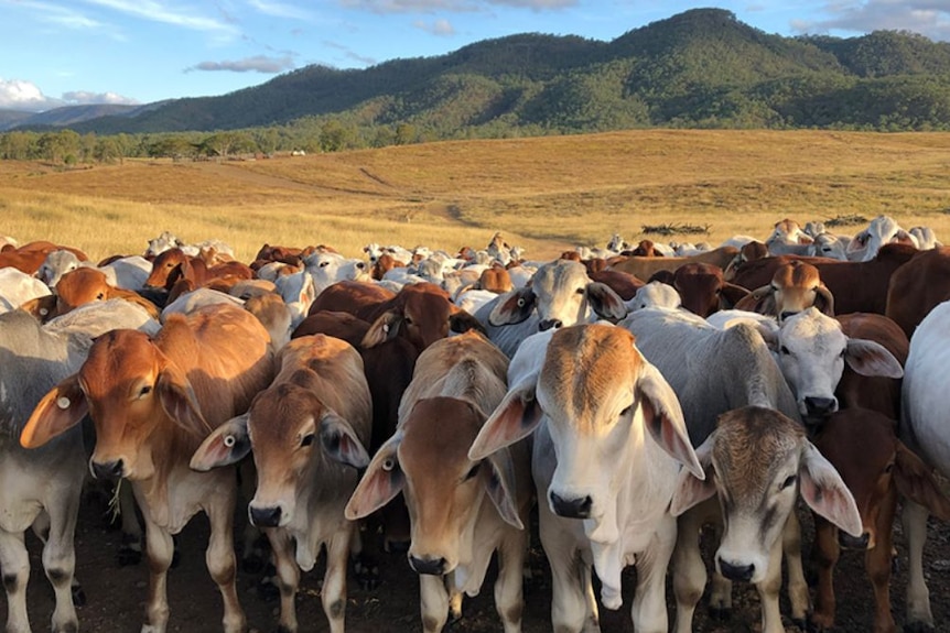 A herd of brown and white cattle on a property with hills behind.