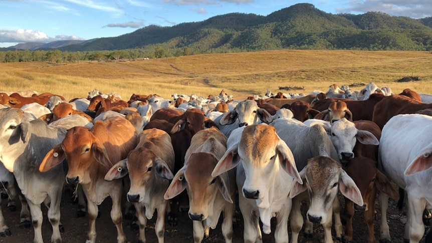 A herd of brown and white cattle on a property with hills behind.