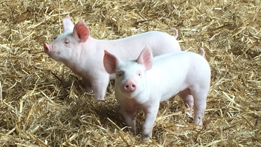 Two piglets in a pen with straw.