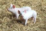 Two piglets in a pen with straw.