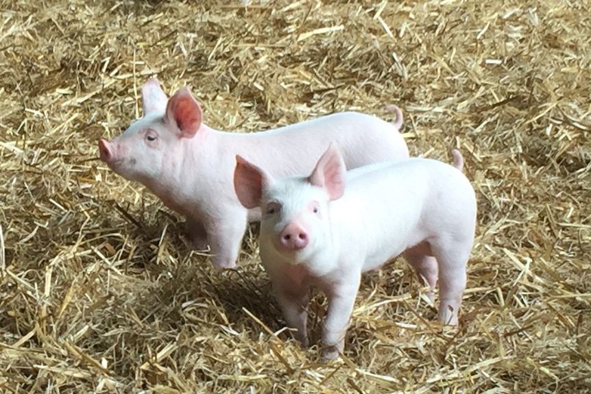 Two piglets in a pen with straw 