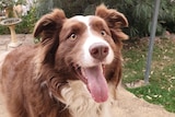 Morgan's dog Milo, a brown border collie.