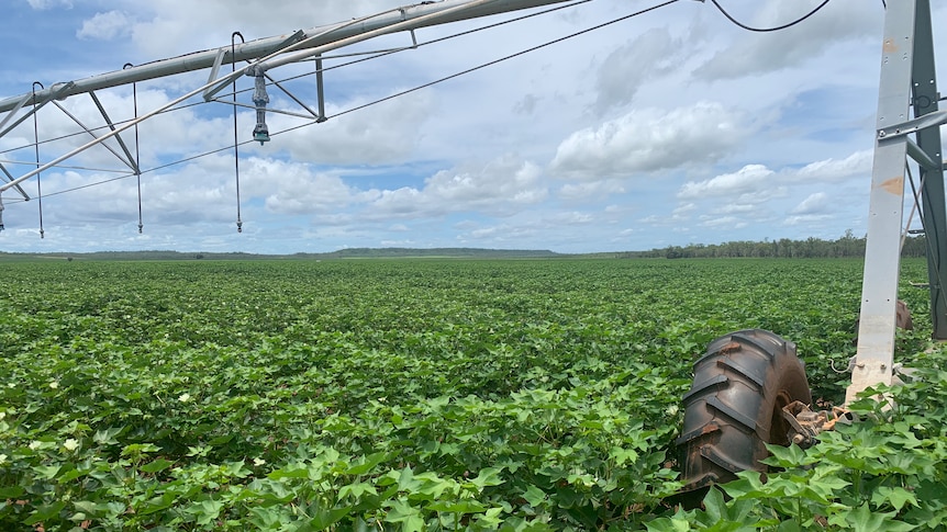 green cotton plants underneath an irrigation pivot.