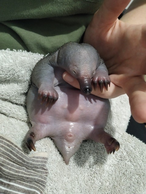 Puggle season is upon Australia's 'Enigmatic Echidnas'