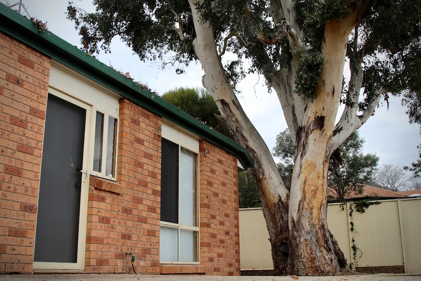 A large gumtree in a garden towers over a red brick house.