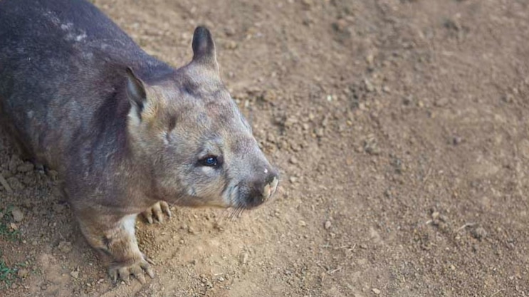 Wombat sits near fence