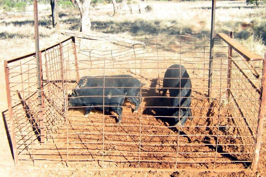 Feral pigs captured in a trap