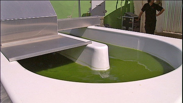Processing algae for biofuel