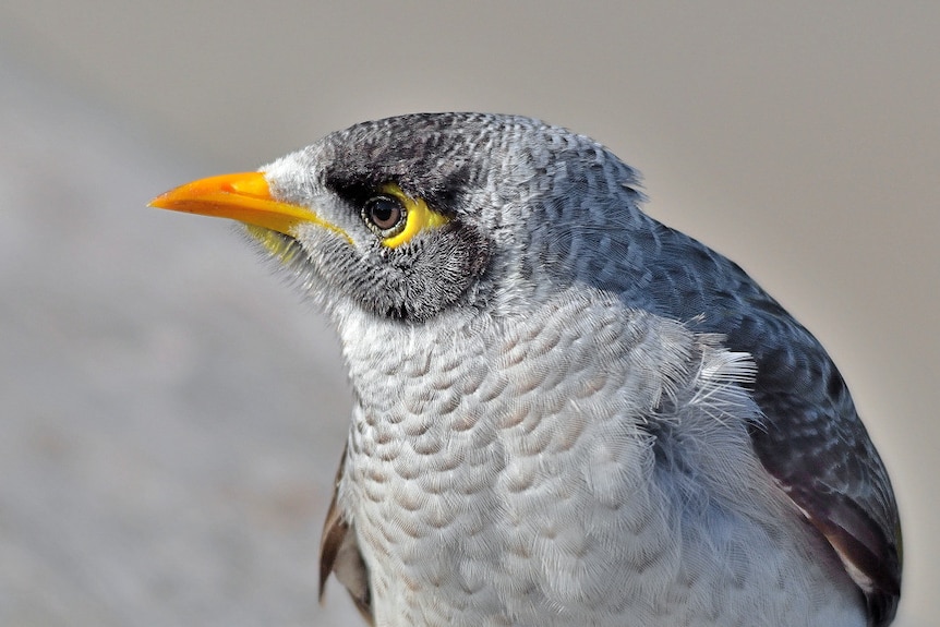 Noisy miner