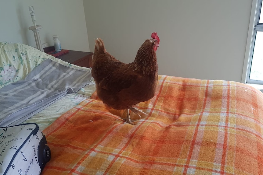A chicken on a bed.