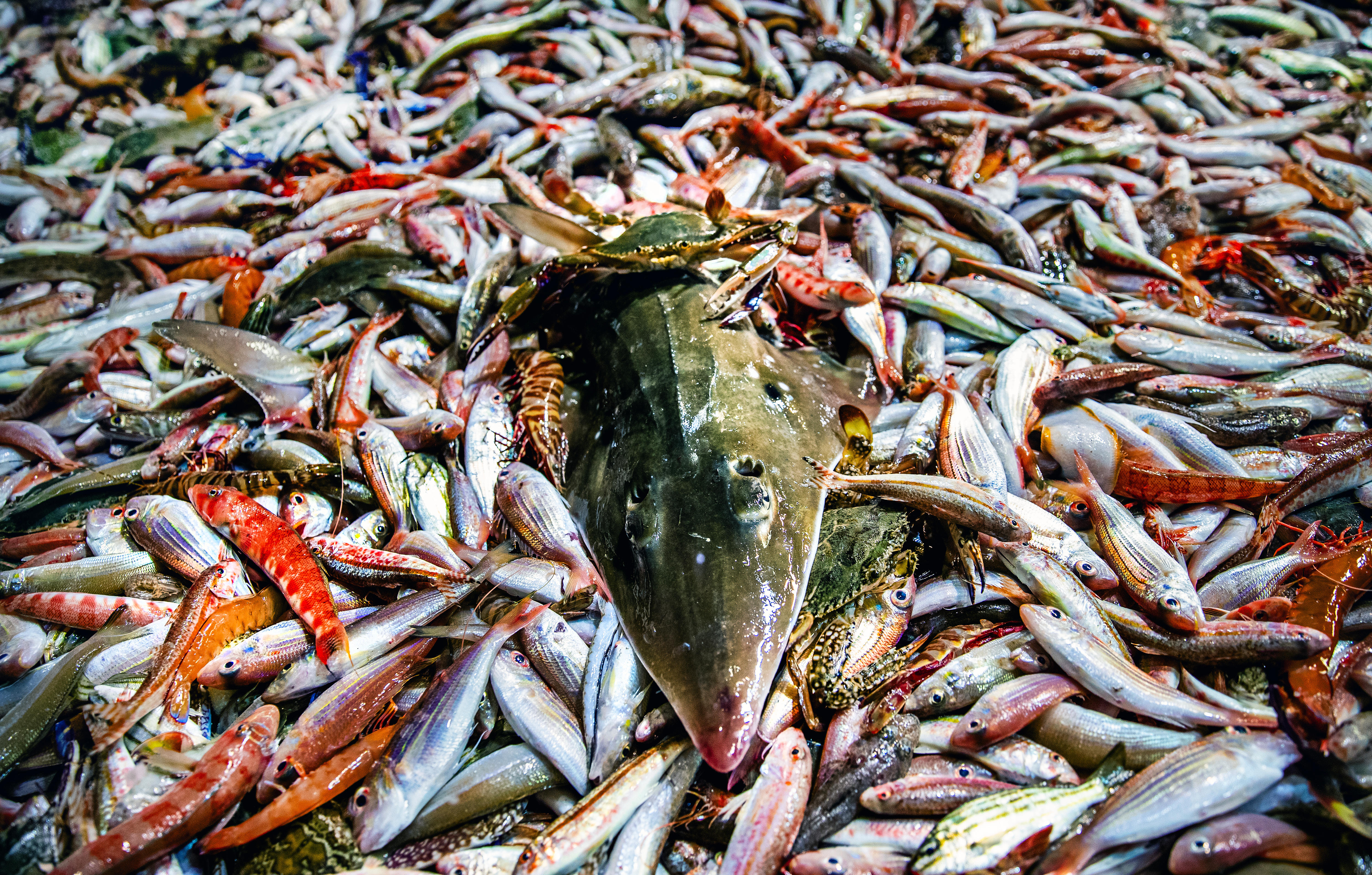 Um peixe interessante cercado por peixes menores em um barco.