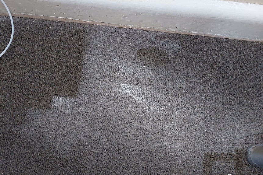 White paint stains are seen on carpet near a wall.