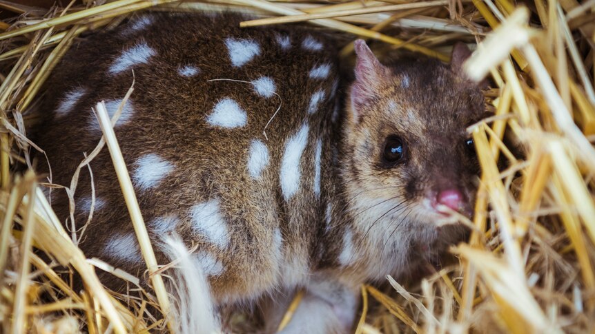fawn coloured eastern quoll resting in straw