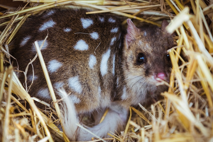 fawn coloured eastern quoll resting in straw