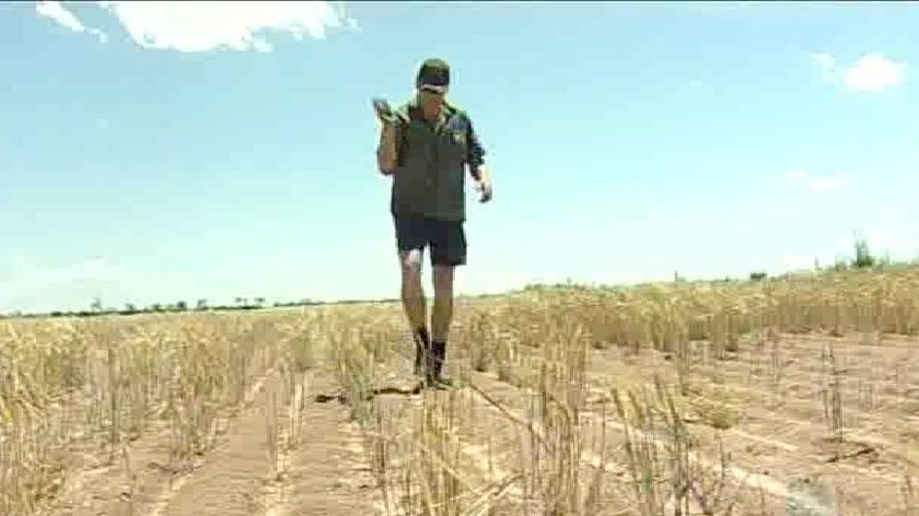 Wheatbelt farmer treads through his salt affected property.