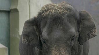 The asian elephant is the closest relative of the woolly mammoth.