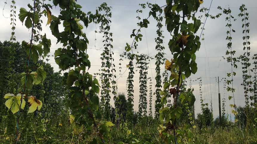 Van Dieman Brewing hops