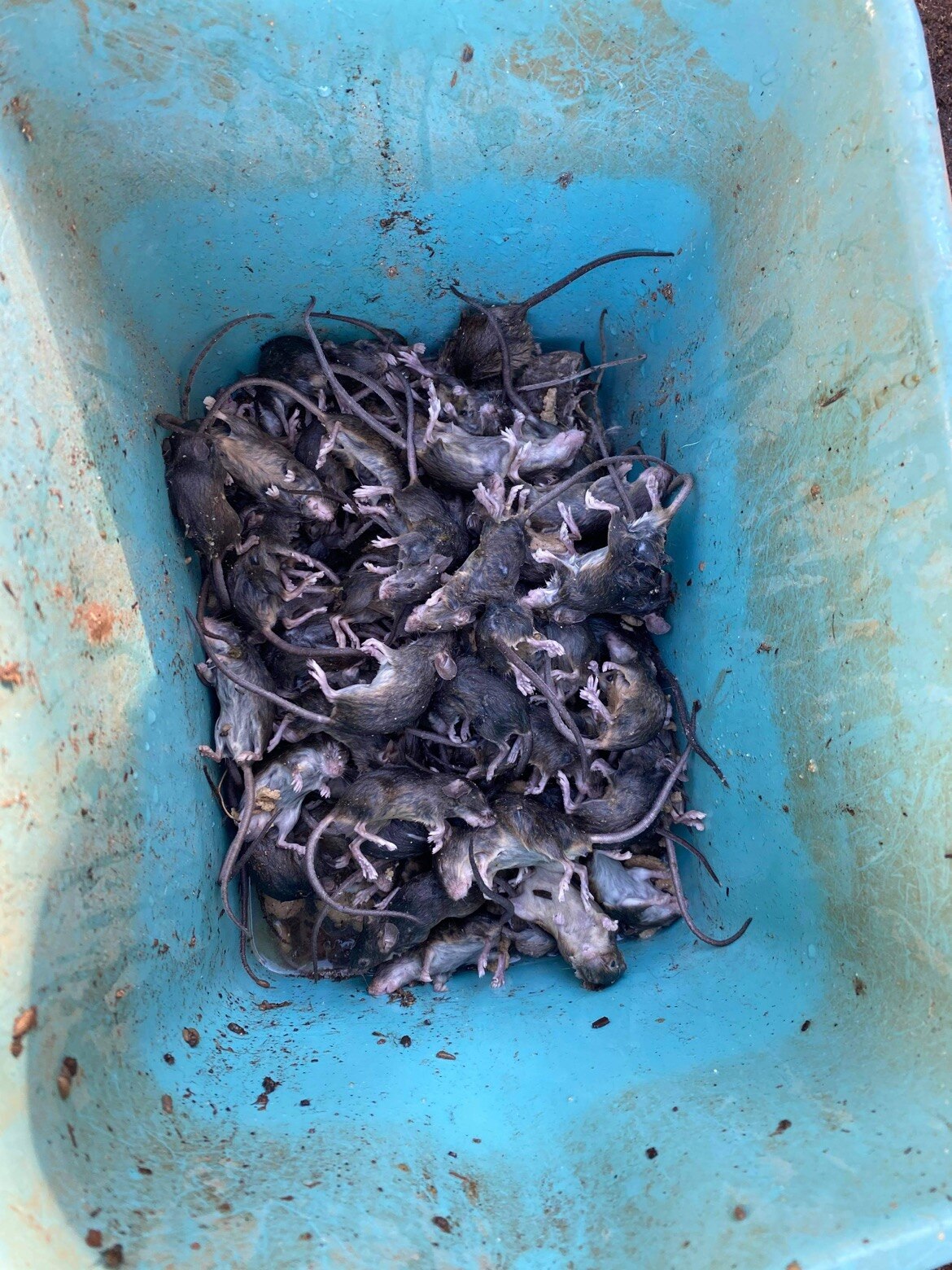 Regional families in New South Wales struggle as mouse plague drags on with no end in sight