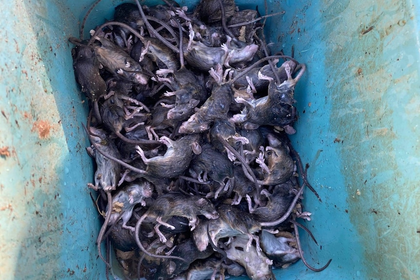 Dead mice in a bucket