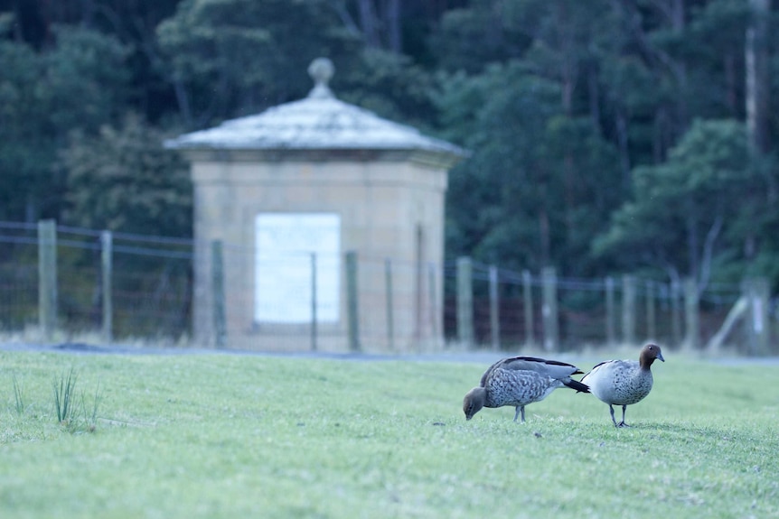 A pair of Australian Wood Ducks graze on the reservoir bank