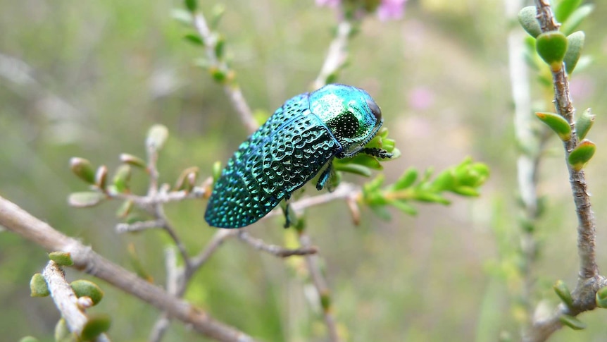 A jewel beetle with a brilliant, iridescent shell perches on a succulent plant