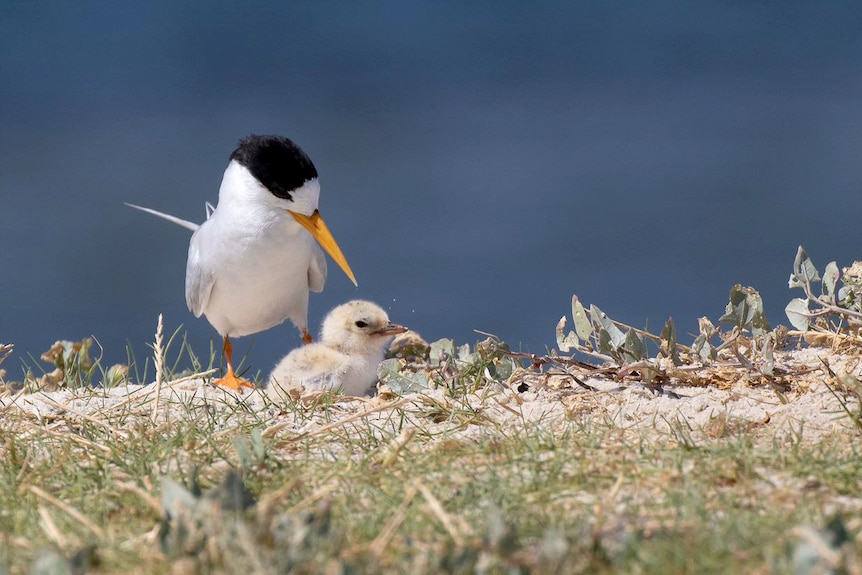 A black, white and grey bird with a long yellow beak and its fluffy chick sit in a sand dune.