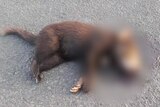 A dead Tasmanian devil on a road.