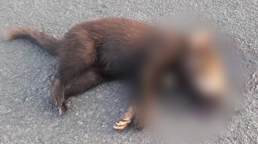 A dead Tasmanian devil on a road.