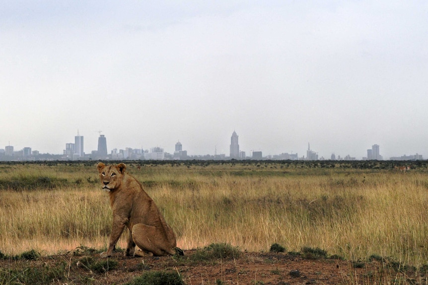 Lioness sits on grass with city silhouette in background