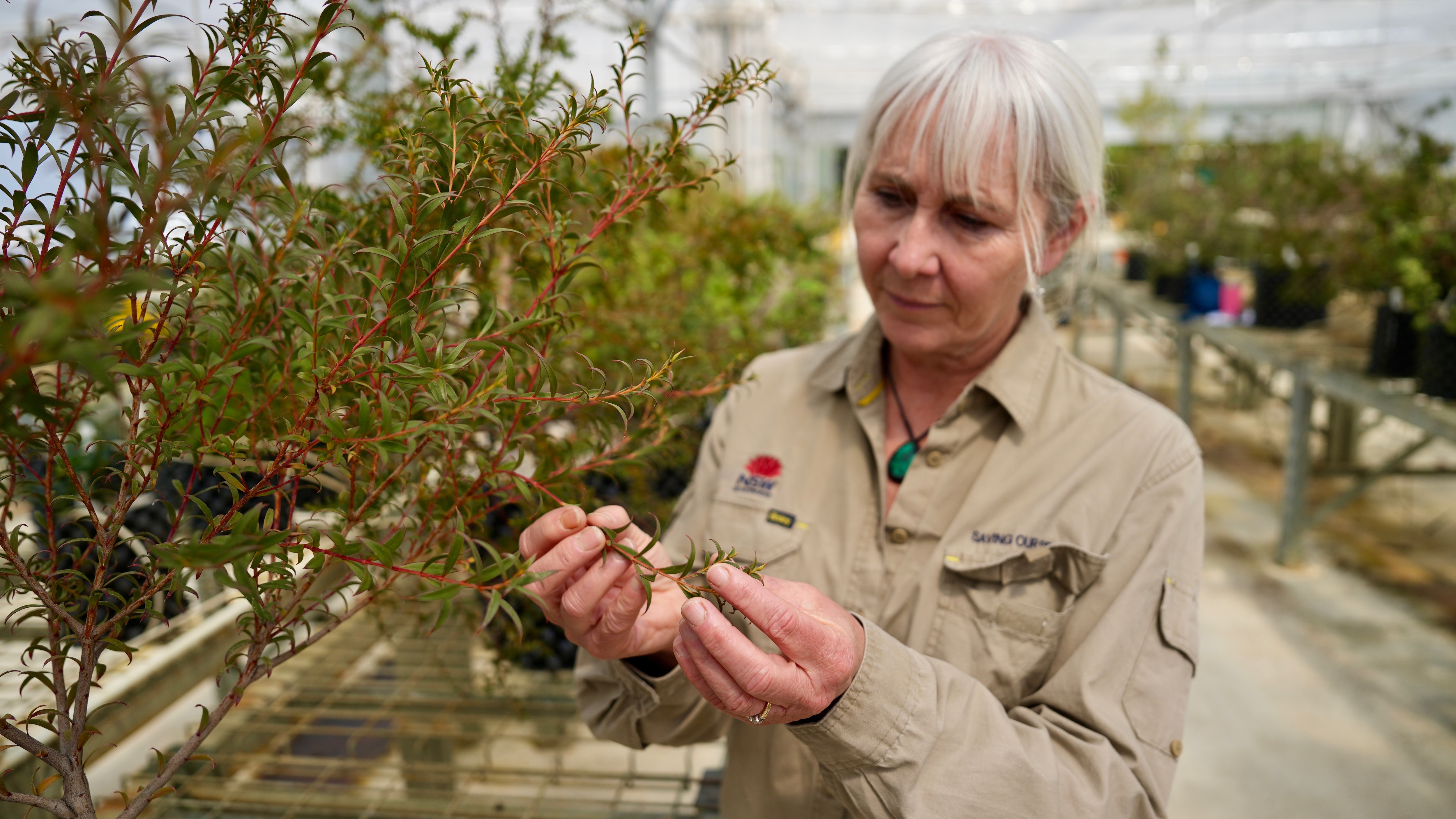 A professional with a small tree grown by conservationists