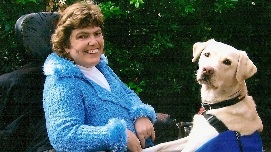 woman in wheelchair with white labrador in blue jacket