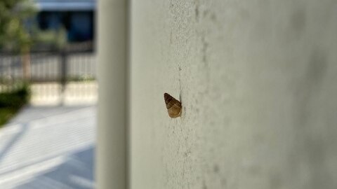 A small conical snail attached to a white rendered wall. 