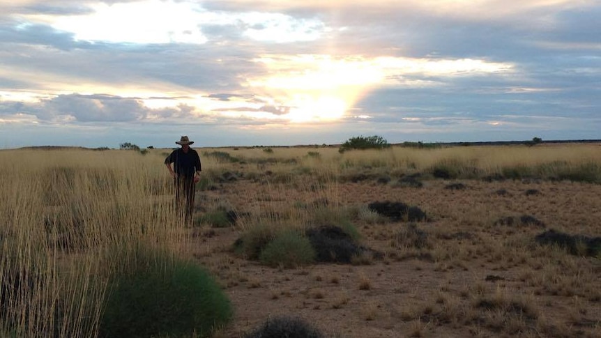 University of Queensland researcher Nick Leseberg inspecting the spinifex on the Mt Windsor property, QLD.