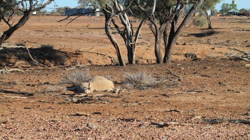 A dead sheep lies on the dry, barren ground after eating donated hay on a property in western Queensland