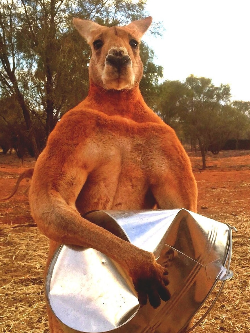 A large, muscular kangaroo holds a metal bucket after crushing it.