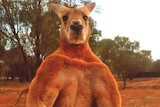A large, muscular kangaroo holds a metal bucket after crushing it.
