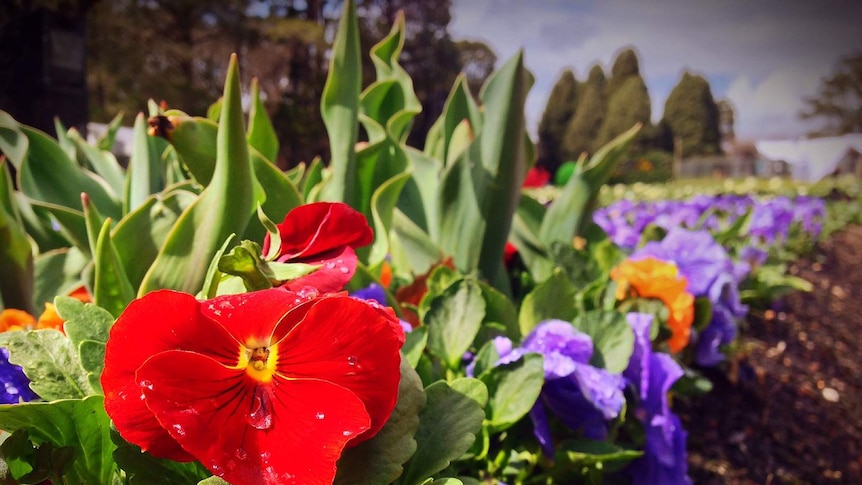 Floriade close up