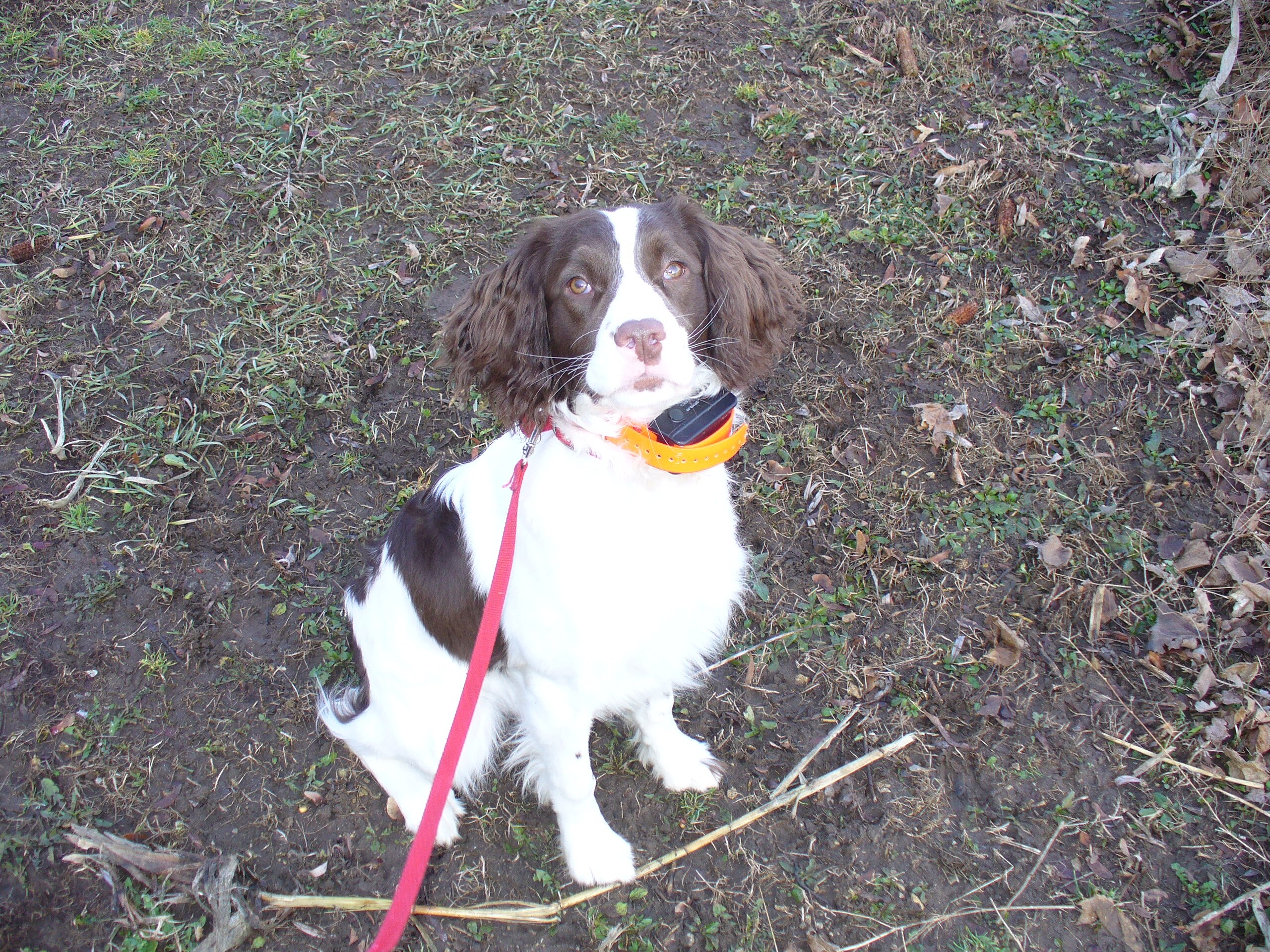 RSPCA calls for more standardised laws for dog welfare in Tasmania ...
