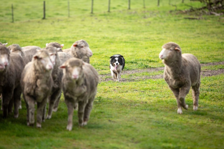 Bordie Collie Jed rounding up some sheep in a green paddock.